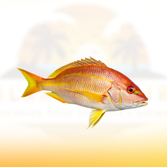 Snapper (Yellow-tail)