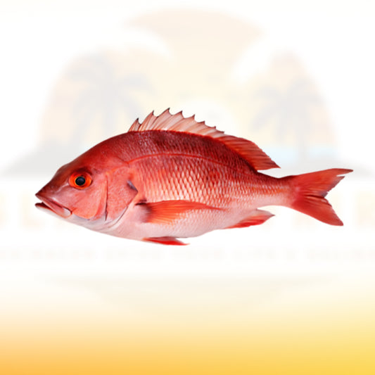 Snapper (red)