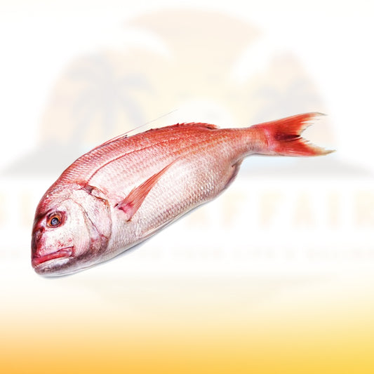 B-Liner Snapper