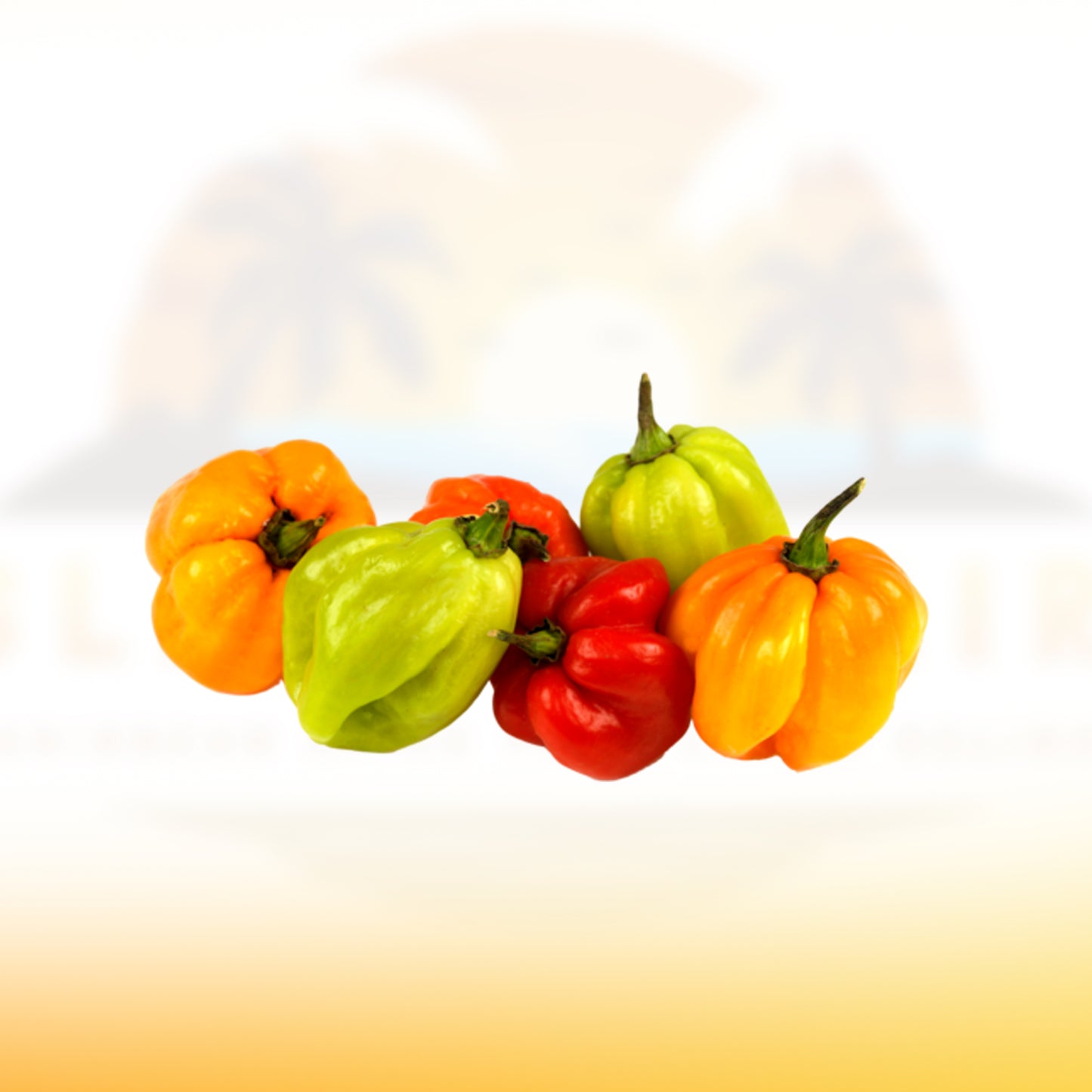 Scotch bonnet pepper
